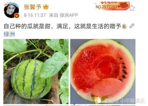 今日娱乐圈有什么瓜可以吃,揭秘今日热点事件